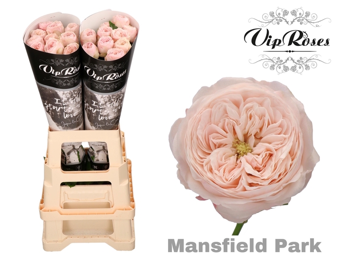 <h4>R KL MANSFIELD PARK x20</h4>