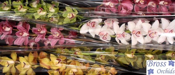 <h4>CYMB T GEM BROSS</h4>