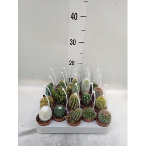 Cactus   ...mix
