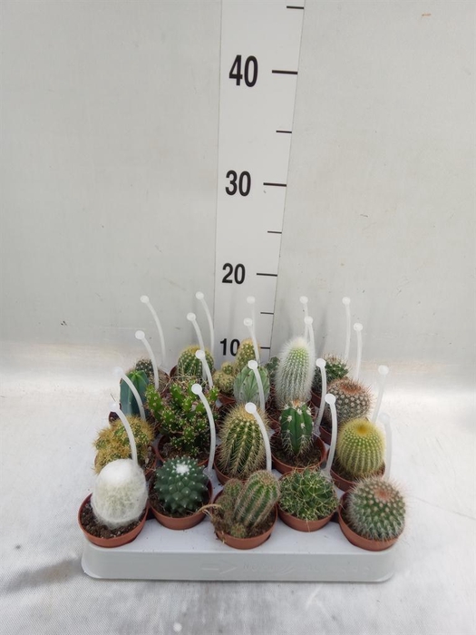 <h4>Cactus   ...mix</h4>
