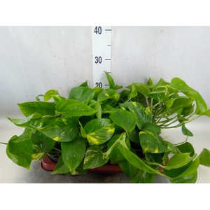 Epipremnum pinn. 'Aureum'