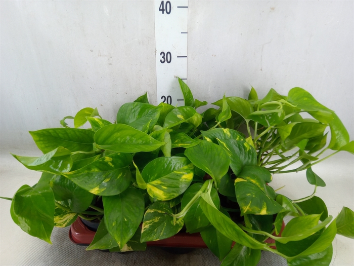 <h4>Epipremnum pinn. 'Aureum'</h4>