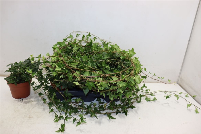 <h4>Hed He Shamrock</h4>