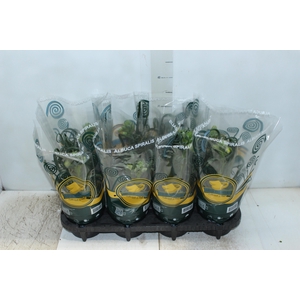ALBUCA SPIRALIS P14 COM FLOR