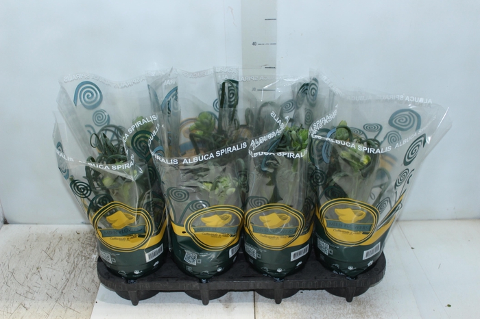 <h4>ALBUCA SPIRALIS P14 COM FLOR</h4>