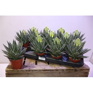Aloe Tiki Tahi