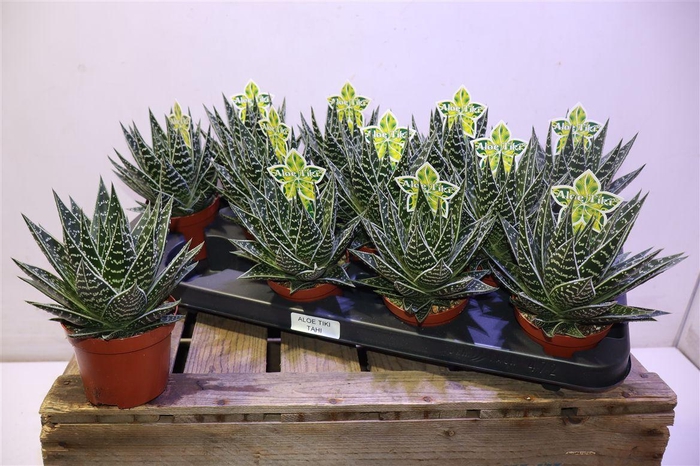 <h4>Aloe Tiki Tahi</h4>
