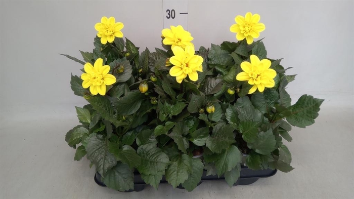 <h4>Dahlia   ...</h4>