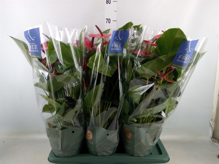 <h4>Anthurium andr. 'Karma Red'</h4>