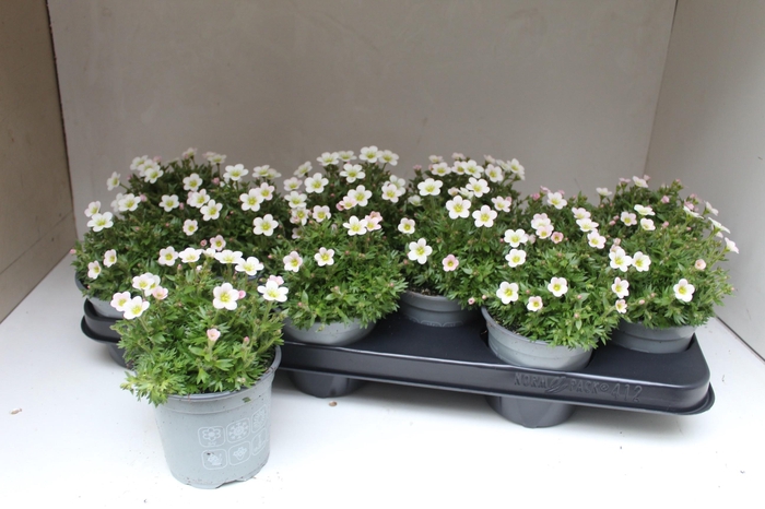 <h4>SAXIF AR IC PEARL WH</h4>