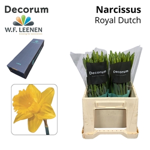 Narcissus Royal Dutch Larg Box 300