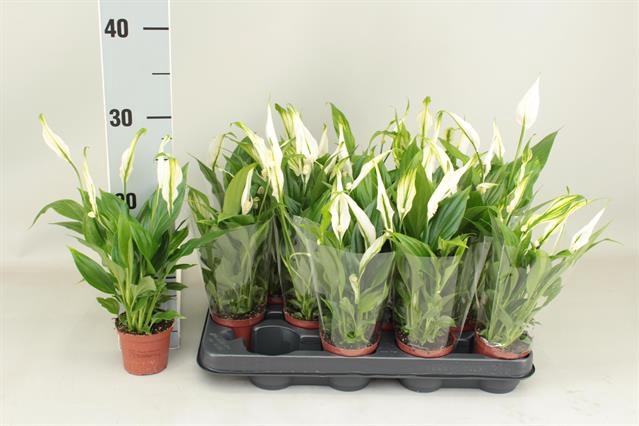 Spathiphyllum Pearl Cupido 7Ø 28cm 4fl