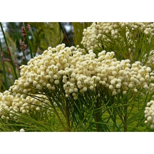 Greens - Berzelia Lanuginosa (White)