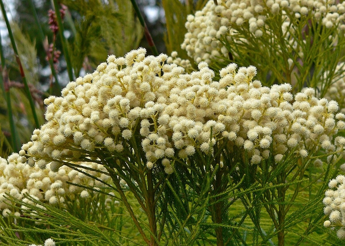 <h4>Greens - Berzelia Lanuginosa (White)</h4>