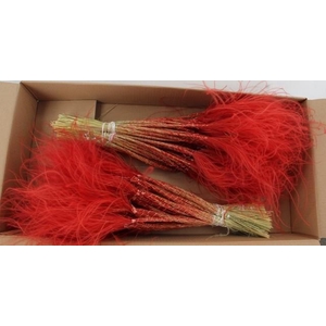 DF Stypha 60cm Bs Red