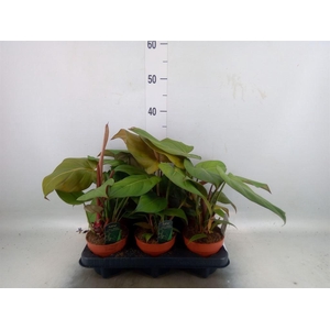Philodendron   ...
