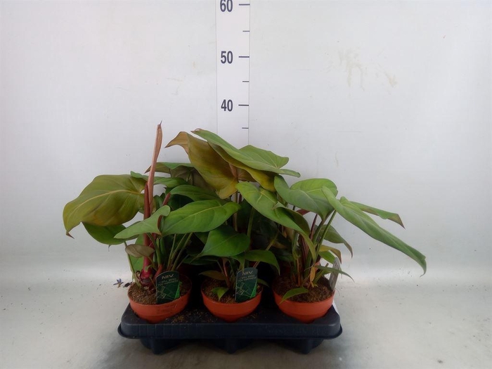 <h4>Philodendron   ...</h4>