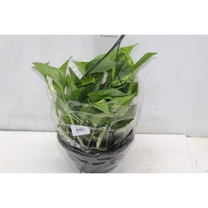 JIBOIA VERDE C21 PENDENTE