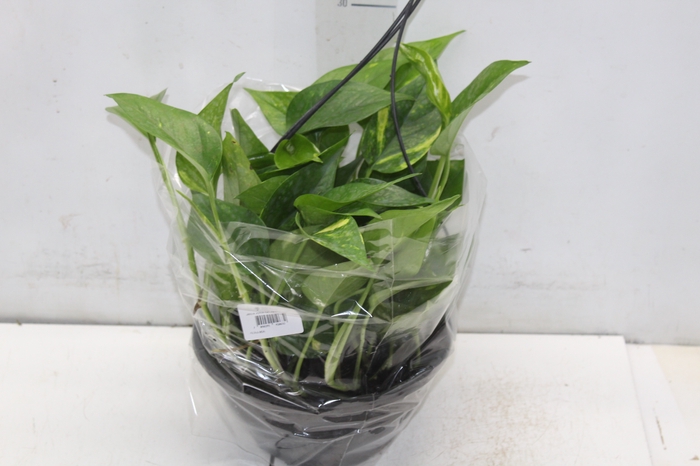 <h4>JIBOIA VERDE C21 PENDENTE</h4>