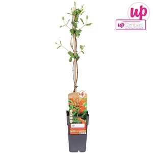 Lonicera Dropmore Scarlet