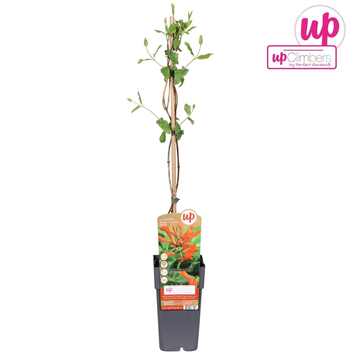 Lonicera Dropmore Scarlet