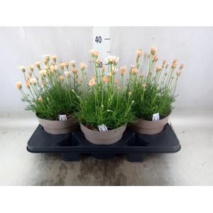 Rhodanthemum hosm. 'Zagora Orange'