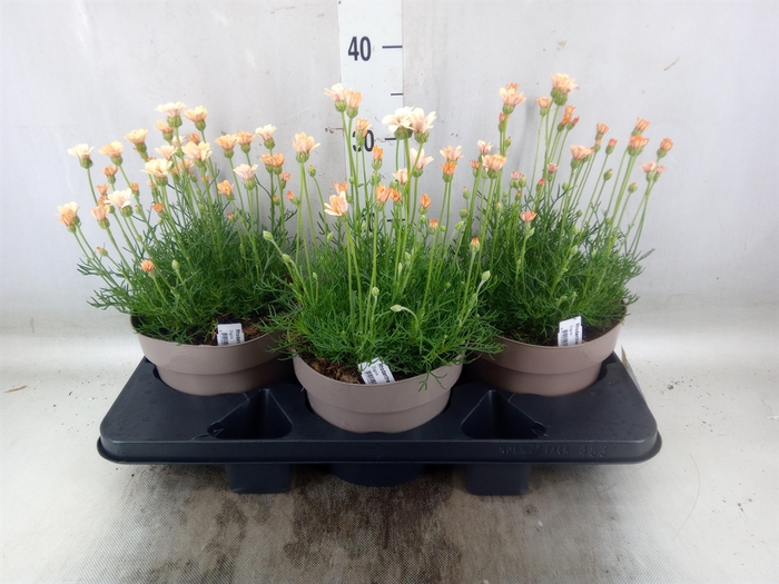 <h4>Rhodanthemum hosm. 'Zagora Orange'</h4>
