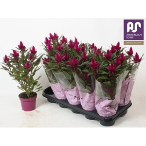 CEL DEEP PURPLE