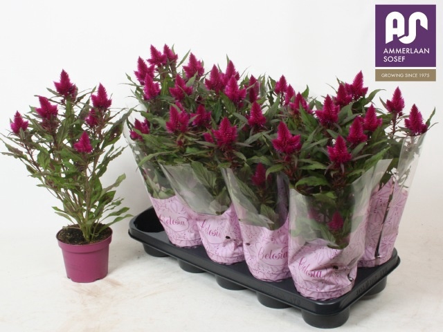 <h4>CEL DEEP PURPLE</h4>