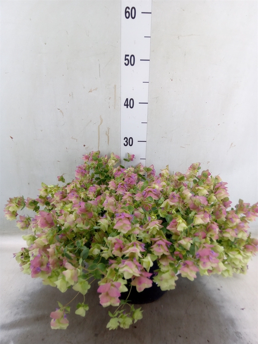 <h4>Origanum rotundif. 'Kent Beauty'</h4>