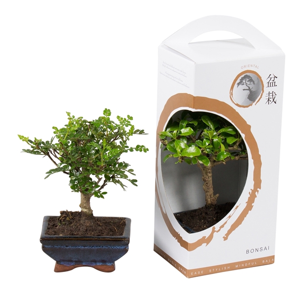 <h4>Bonsai Mixed in ø12cm Ceramic in Giftbox Zen</h4>