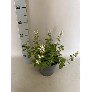 vaste planten 19 cm  Nepeta Snowflake (white)