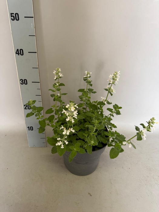 <h4>vaste planten 19 cm  Nepeta Snowflake (white)</h4>