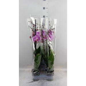 Phalaenopsis  'FC Infinite Dreams'