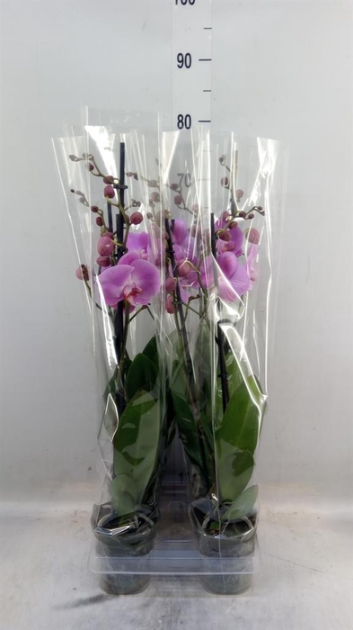 <h4>Phalaenopsis  'FC Infinite Dreams'</h4>