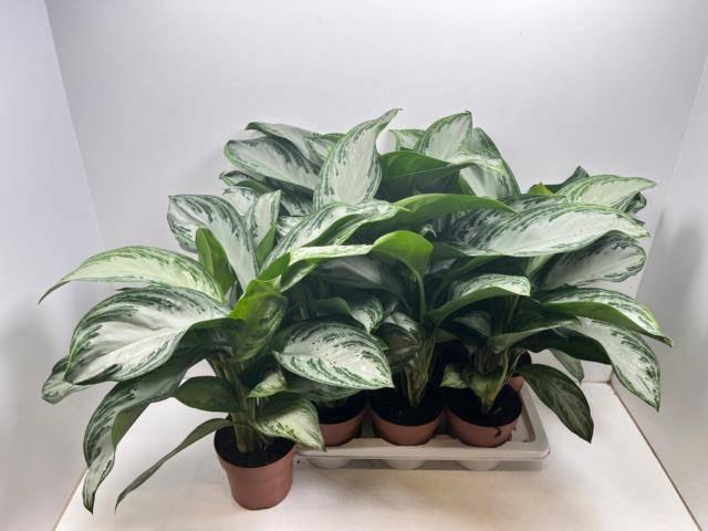 <h4>AGLAO SILVER BAY</h4>