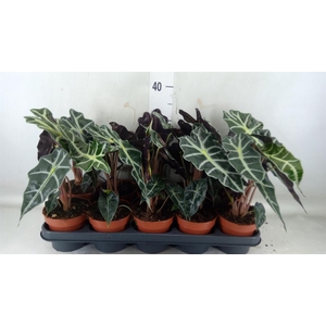 Alocasia amazonica 'Polly'