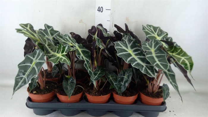 <h4>Alocasia amazonica 'Polly'</h4>