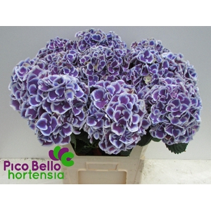 Hydrangea harlekijn blue