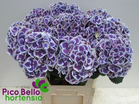 <h4>Hydrangea harlekijn blue</h4>