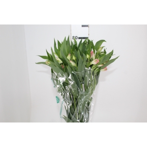 ALSTROEMERIA DUBAI 080 CM
