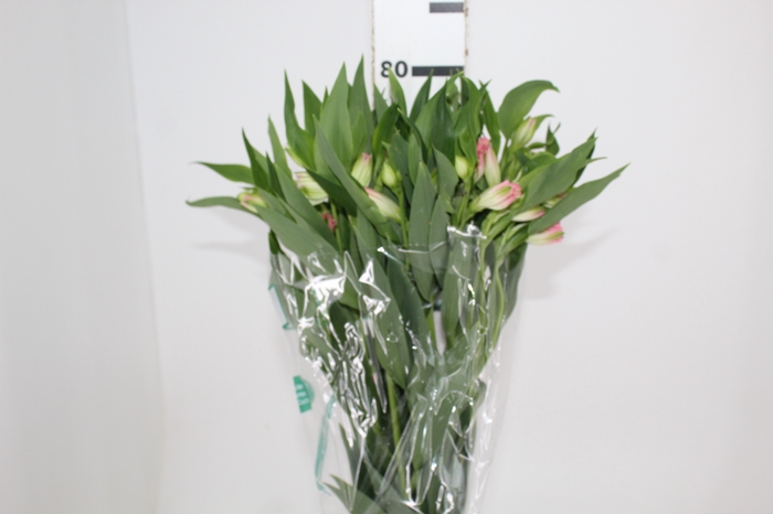 ALSTROEMERIA DUBAI 080 CM