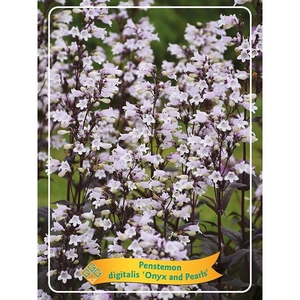 Penstemon digitalis 'Onyx and Pearls' P11