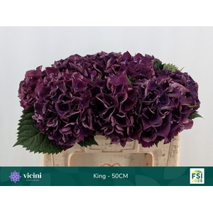 HYDR M ROYAL KING