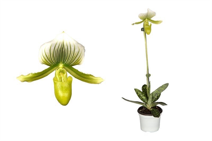 <h4>Paphiopedilum p09 Femma 1bl</h4>