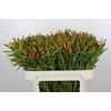 Leucadendron Ayoba Cherry Pearl