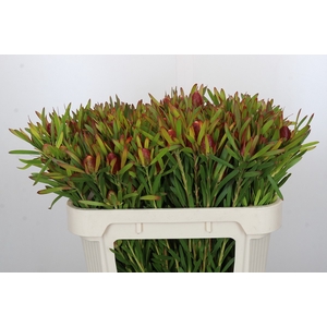 Leucadendron Ayoba Cherry Pearl