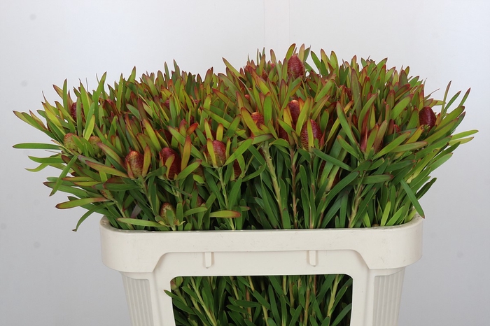 <h4>Leucadendron Ayoba Cherry Pearl</h4>