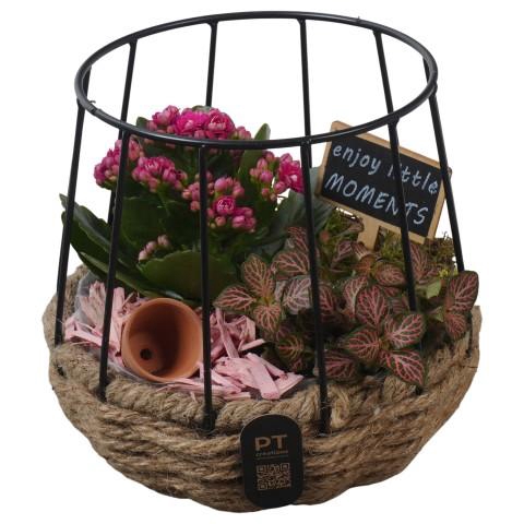 <h4>PTIB5267 Arrangementen kamerplanten</h4>