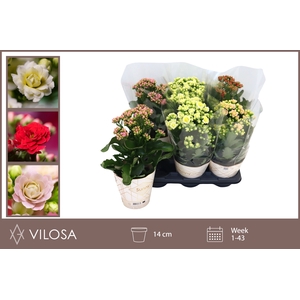 Kalanchoe 14Ø 40cm